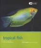 Tropical Fish - Pet Friendly - Tropical Fish (Paperback) - Lance Jepson Photo