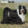 Tibetan Terrier Calendar 2017 (Calendar) - Avonside Publishing Ltd Photo