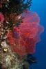 Sea Fan Coral in the Ocean Fiji Journal - 150 Page Lined Notebook/Diary (Paperback) - Cs Creations Photo