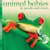 Animal Babies in Ponds and Rivers (Board book) - Kingfisher Books Photo