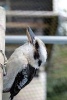 A Beautiful Kookaburra. Birds of the World - Blank 150 Page Lined Journal for Your Thoughts, Ideas, and Inspiration (Paperback) - Unique Journal Photo