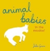 Animal Babies in the Meadow! (Board book) - Julia Groves Photo