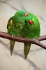 Lorikeet Love Journal - 150 Page Lined Notebook/Diary (Paperback) - Cool Image Photo