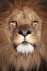 Skeptical African Lion Close-Up Portrait Journal - 150 Page Lined Notebook/Diary (Paperback) - Cs Creations Photo