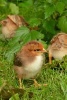 Adorable Baby Chicks Journal - 150 Page Lined Notebook/Diary (Paperback) - Cs Creations Photo