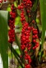 Red Fruited Palm Lily Plant Journal (Paperback) - Cs Creations Photo