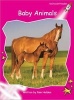 Baby Animals - Emergent (Paperback, International edition) - Pam Holden Photo