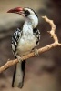 Northern Red-Billed Hornbill Bird Journal - 150 Page Lined Notebook/Diary (Paperback) - Cool Image Photo