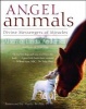 Angel Animals - Divine Messengers of Miracles (Paperback, Second) - Allen Anderson Photo