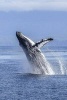 A Humpback Whale Leaping Out of the Water in Alaska - Blank 150 Page Lined Journal for Your Thoughts, Ideas, and Inspiration (Paperback) - Unique Journal Photo