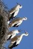 Four Storks in the Nest - Blank 150 Page Lined Journal for Your Thoughts, Ideas, and Inspiration (Paperback) - Unique Journal Photo