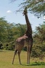 Giraffe Feeding Journal - 150 Page Lined Notebook/Diary (Paperback) - Cool Image Photo