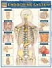 Endocrine System (Wallchart) - BarCharts Inc Photo