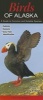 Birds of Alaska - A Guide to Common & Notable Species (Poster) - Greg R Homel Photo