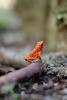 A Cute Red Tree Frog on the Forest Floor - Blank 150 Page Lined Journal for Your Thoughts, Ideas, and Inspiration (Paperback) - Unique Journal Photo