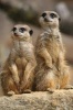 Meerkats on the Lookout Journal - 150 Page Lined Notebook/Diary (Paperback) - Cool Image Photo