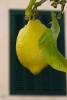 A Luscious Yellow Lemon on a Lemon Tree Journal - 150 Page Lined Notebook/Diary (Paperback) - Cs Creations Photo