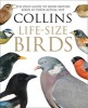 Collins Life-Sized Birds - The Only Guide to Show British Birds at Their Actual Size (Hardcover) - Paul Sterry Photo