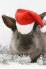 A Cute Gray Bunny Dressed Up for Christmas - Blank 150 Page Lined Journal for Your Thoughts, Ideas, and Inspiration (Paperback) - Unique Journal Photo