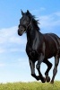 Black Horse Galloping Through a Meadow on a Perfect Day - Blank 150 Page Lined Journal for Your Thoughts, Ideas, and Inspiration (Paperback) - Unique Journal Photo