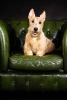 Wheaten Scottish Terrier on a Green Leather Chair Dog Journal - 150 Page Lined Notebook/Diary (Paperback) - Cs Creations Photo