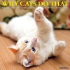 Why Cats Do That (Calendar) - Willow Creek Press Photo