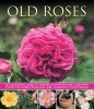 Old Roses - an Illustrated Guide to Varieties, Cultivation and Care, with Step-by-step Instructions and Over 120 Beautiful Photographs (Paperback) - Andrew Mikolajski Photo