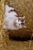 A Farm Cat Relaxing in a Barn - Blank 150 Page Lined Journal for Your Thoughts, Ideas, and Inspiration (Paperback) - Unique Journal Photo