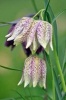 Snakes Head Fritillary Flowers Journal - 150 Page Lined Notebook/Diary (Paperback) - Cool Image Photo