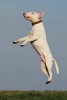 A Bull Terrier Dog Jumping for Joy Journal - 150 Page Lined Notebook/Diary (Paperback) - Cs Creations Photo