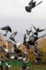 Flock of Pigeons Journal - 150 Page Lined Notebook/Diary (Paperback) - Cool Image Photo