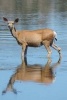 Mule Deer Journal (Paperback) - Dibiasio Publications Photo