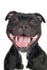 A Smiling Staffordshire Bull Terrier Dog Portrait Journal - 150 Page Lined Notebook/Diary (Paperback) - Cs Creations Photo