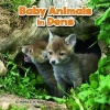 Baby Animals in Dens (Hardcover) - Martha E H Rustad Photo