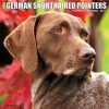 Just German Shorthaired Pointers (Calendar) - Willow Creek Press Photo