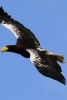 Stellar Sea Eagle Flying in the Blue Sky - Blank 150 Page Lined Journal for Your Thoughts, Ideas, and Inspiration (Paperback) - Unique Journal Photo