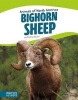 Bighorn Sheep (Hardcover) - Tammy Gagne Photo