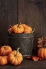 Miniature Pumpkins in a Wooden Basket Harvest Journal - 150 Page Lined Notebook/Diary (Paperback) - Cs Creations Photo