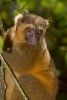 Golden Bamboo Lemur Journal - 150 Page Lined Notebook/Diary (Paperback) - Cool Image Photo