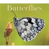 Butterflies 2017 (Calendar) - Firefly Books Photo