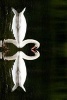 A Pair of Mated Swans Making a Heart - Blank 150 Page Lined Journal for Your Thoughts, Ideas, and Inspiration (Paperback) - Unique Journal Photo