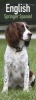 English Springer Spaniel Slim Calendar 2017 (Calendar) - Avonside Publishing Ltd Photo