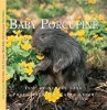 Baby Porcupine (Paperback) - Aubrey Lang Photo