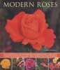 Modern Roses - An Illustrated Guide to Varieties, Cultivation and Care, with Step-by-step Instructions and Over 150 Beautiful Photographs (Paperback) - Andrew Mikolajski Photo