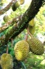 Durian Fruit on a Tree Journal - 150 Page Lined Notebook/Diary (Paperback) - Cool Image Photo