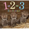 1-2-3 Zooborns! (Hardcover) - Andrew Bleiman Photo