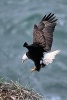 A Bald Eagle Flying Over Water to It's Nest - Blank 150 Page Lined Journal for Your Thoughts, Ideas, and Inspiration (Paperback) - Unique Journal Photo