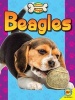 Beagles (Paperback) - Susan H Gray Photo