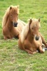 Two Icelandic Ponies Animal Journal - 150 Page Lined Notebook/Diary (Paperback) - Cs Creations Photo