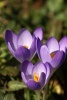 Three Purple Crocus Spring Blooming Flowers Journal - 150 Page Lined Notebook/Diary (Paperback) - Benton Press Photo